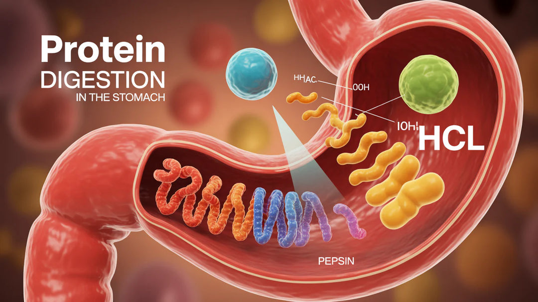 Bétaïne HCl Bienfaits