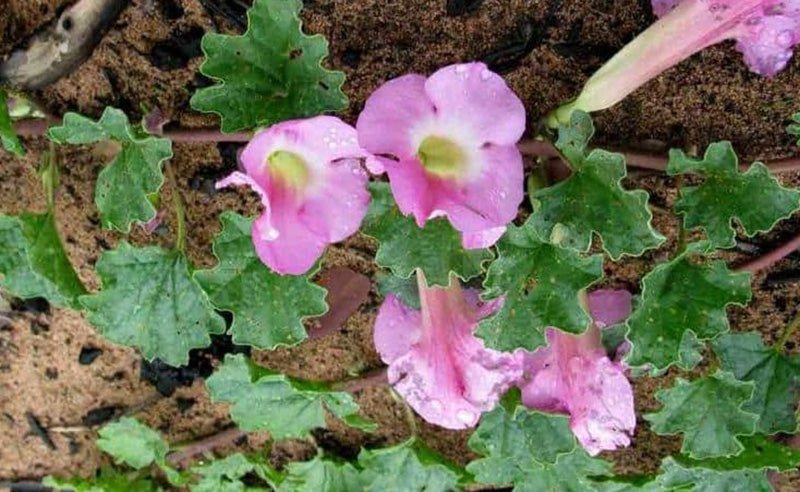 Harpagophytum : Bienfaits, Utilisation et Précautions