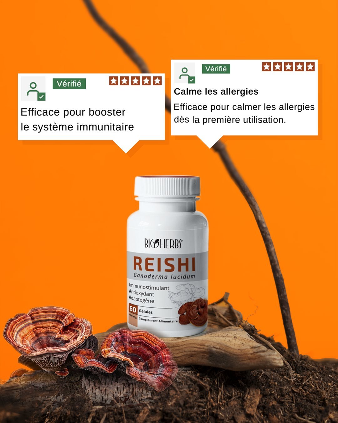 Reishi Ganoderma