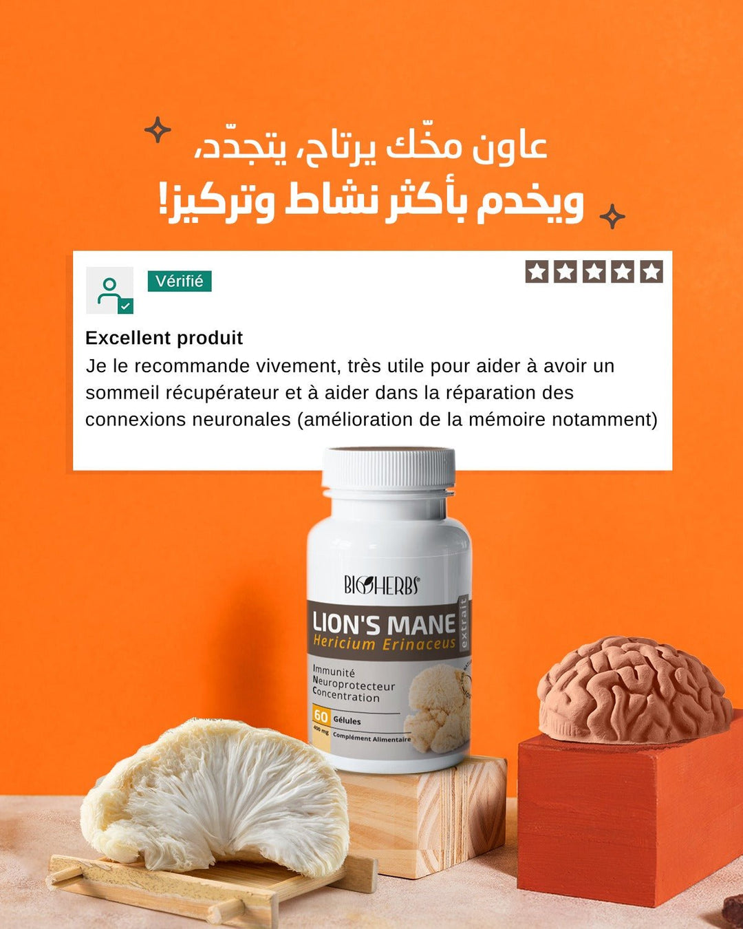 Lion’s mane (Hericium erinaceus) فطر عرف الأسد